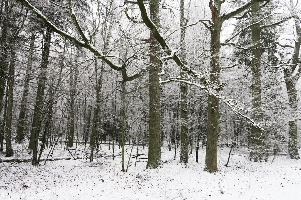 منزل الضيف Białowieża  في Cztery Pory Roku المظهر الخارجي الصورة